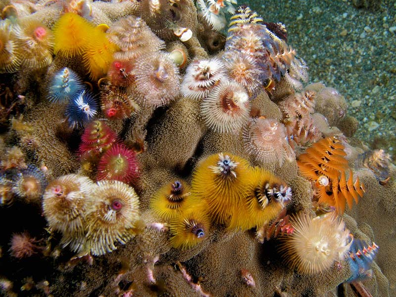 Christmas tree worms of multiple colours on a masive coral
