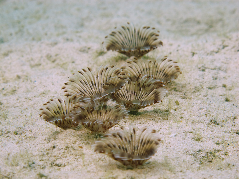 Group of tubeworms on sand in a sheltered bay, Tioman, Malaysia