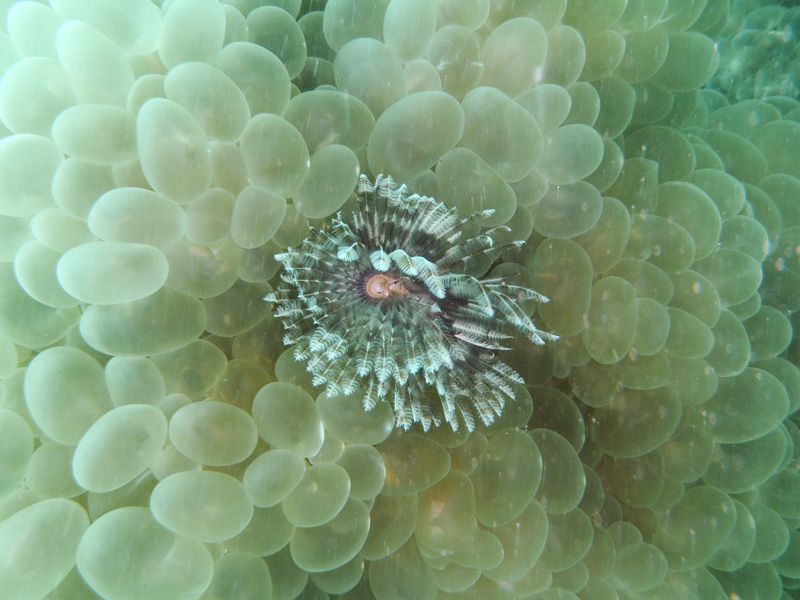 Tubeworm amongst bubble coral, Koh Lipe, Thailand.